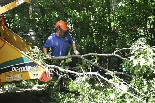 tree services Deville